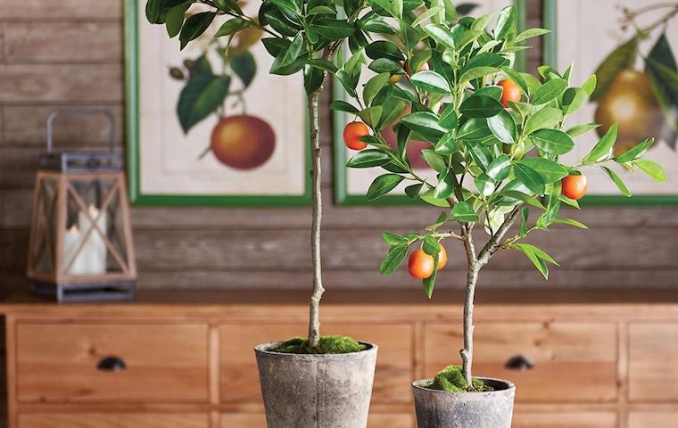 Topiaries & Boxwoods | Kathy Kuo Home